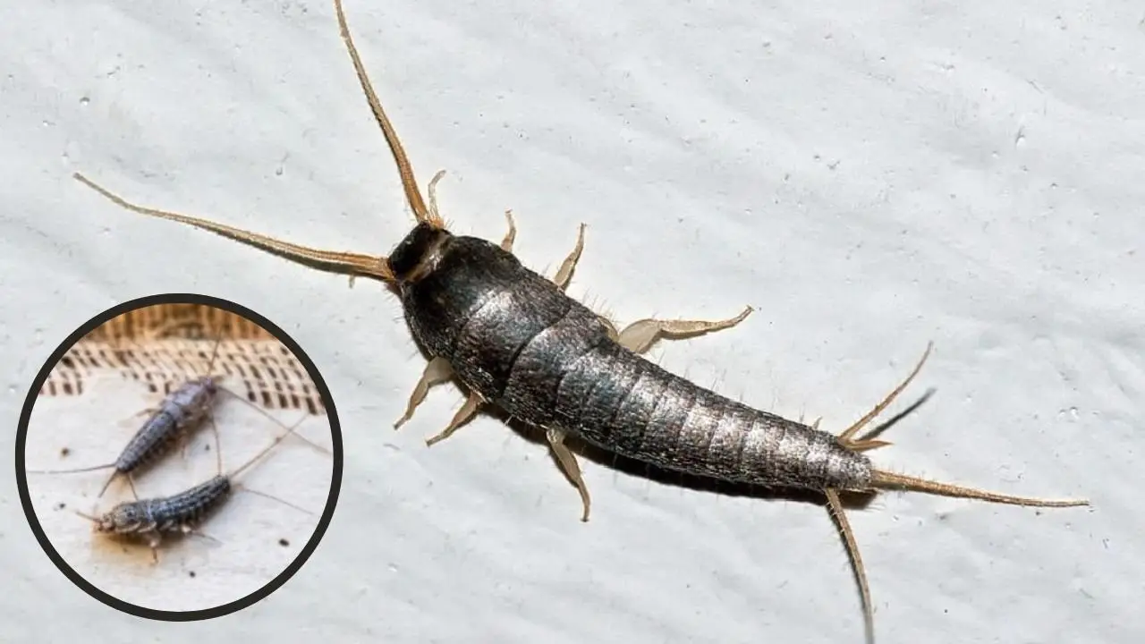 Se vedi questi insetti argentati in casa tua è colpa di questa cattiva abitudine