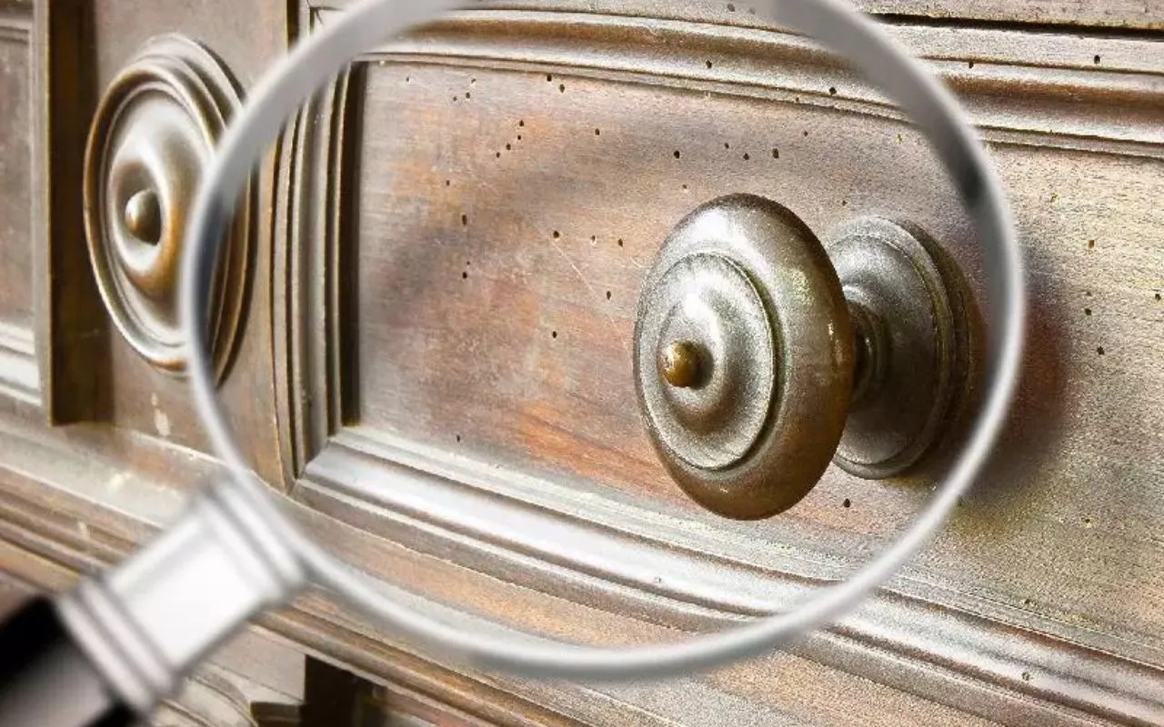 Trattamento antitarlo naturale: come proteggere i mobili senza prodotti chimici