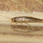 Pesciolini d’argento in casa? Ecco gli errori che li attirano senza che tu te ne accorga