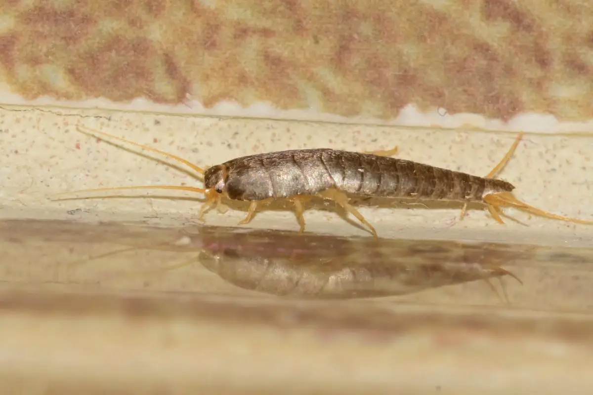 Pesciolini d’argento in casa? Ecco gli errori che li attirano senza che tu te ne accorga